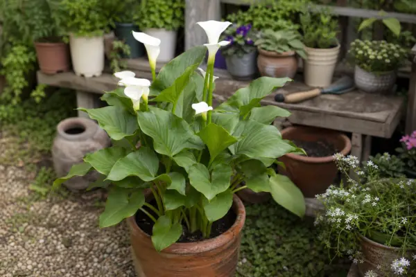 Cala (Zantedeschia aethiopica) – plantare, udare și întreținere