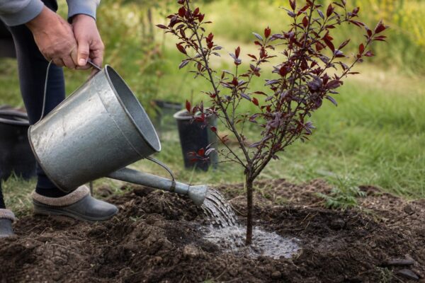 Corcoduș roșu (Prunus cerasifera) – plantare, udare și întreținere