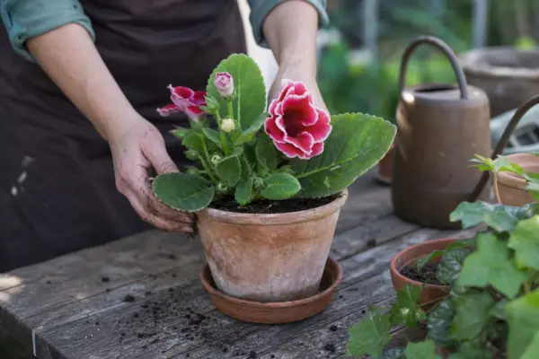 Gloxinia (Sinningia speciosa) – sfaturi pentru plantare, creștere și întreținere