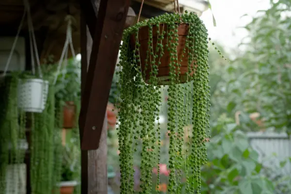 Șiragul de perle (Senecio rowleyanus) – ghid practic de plantare și îngrijire