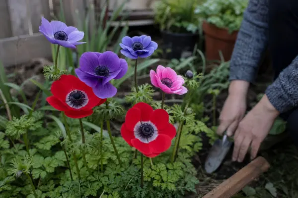 Anemona (Anemone coronaria) – sfaturi utile pentru plantare și îngrijire