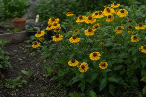 Helenium (Helenium autumnale) – tot ce trebuie să știi despre plantare și îngrijire