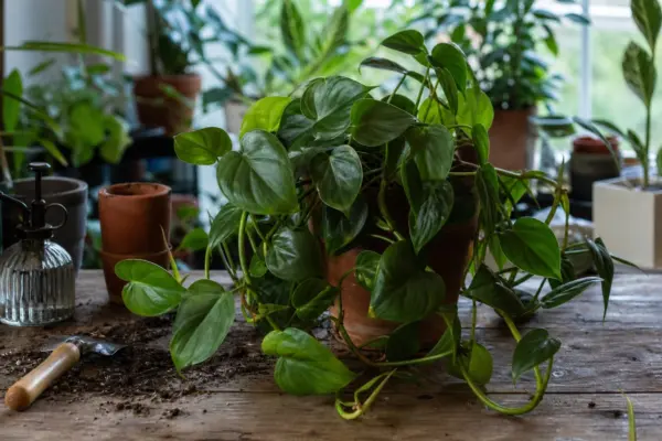 Filodendronul (Philodendron scandens) – plantare, udare și întreținere