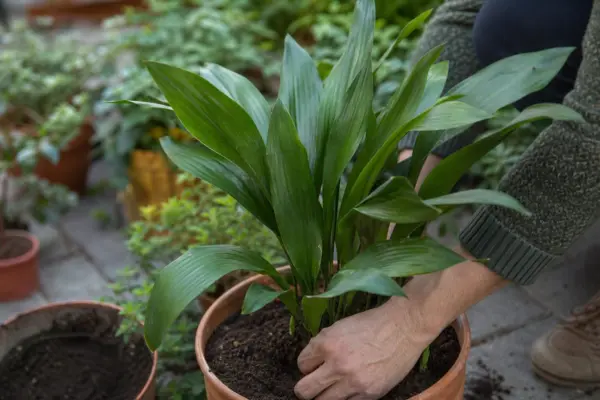 Aspidistra (Aspidistra elatior) – sfaturi pentru plantare, creștere și întreținere