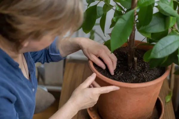 Cum îți dai seama dacă plantele din ghiveci au nevoie de apă