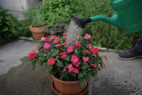 Sporul casei (Impatiens walleriana) – plantare, udare și întreținere