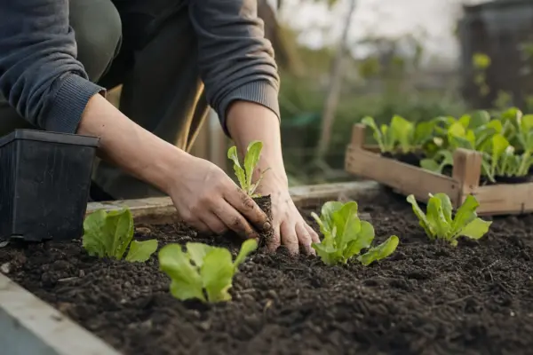 Ce poți cultiva după recoltarea legumelor timpurii