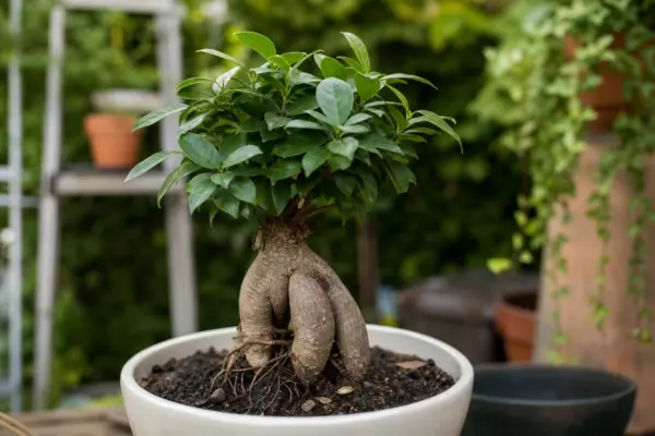 Ficus ginseng (Ficus microcarpa) – sfaturi pentru plantare, creștere și întreținere