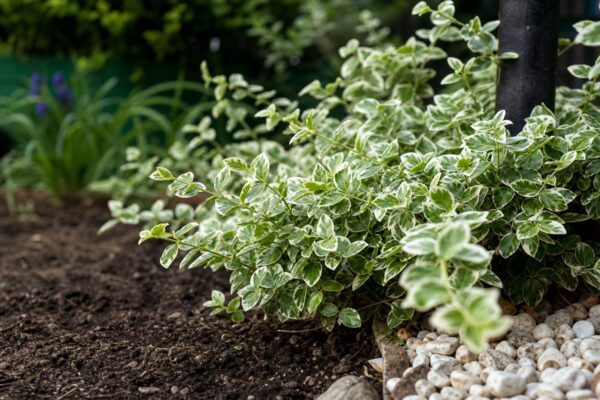 Evonim (Euonymus fortunei) – condiții de creștere, plantare și îngrijire