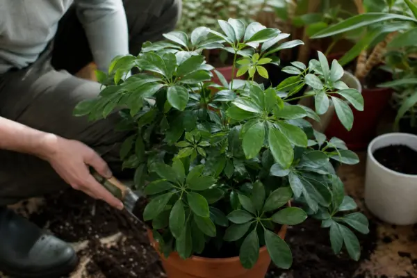 Schefflera (Schefflera arboricola) – sfaturi utile pentru plantare și îngrijire