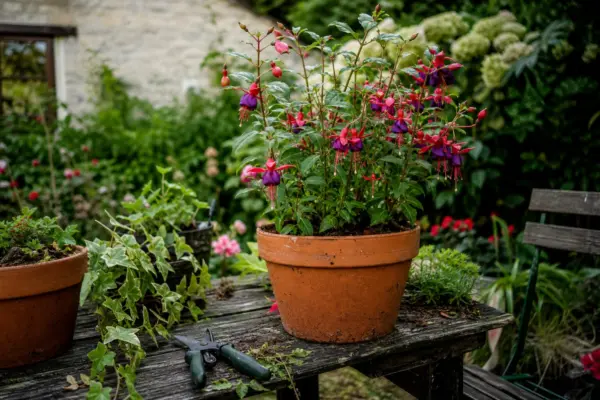 Cerceluș (Fuchsia hybrida) – sfaturi de plantare și îngrijire