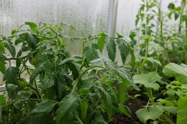 Umiditatea ridicată din solar: cum afectează plantele și recolta