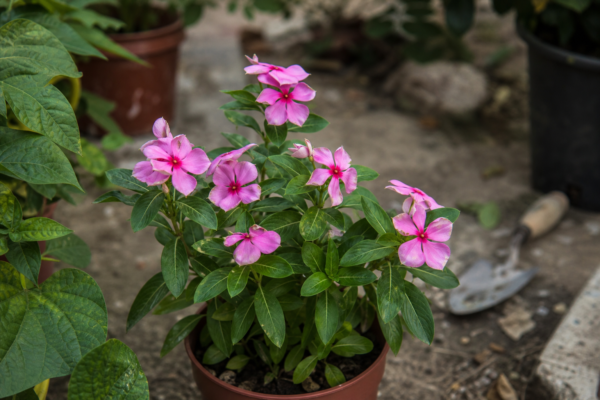 Vinca roz (Catharanthus roseus) – ghid pas cu pas de plantare și întreținere