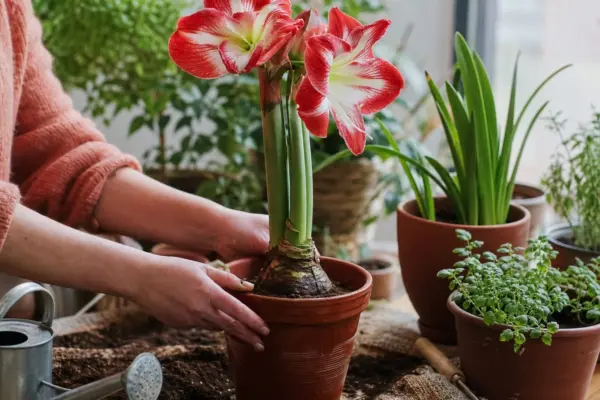 Amaryllis (Hippeastrum hybridum) – plantare și îngrijire pas cu pas