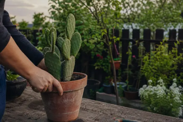 Limba-soacrei (cactus) (Opuntia microdasys) – condiții de creștere, plantare și îngrijire