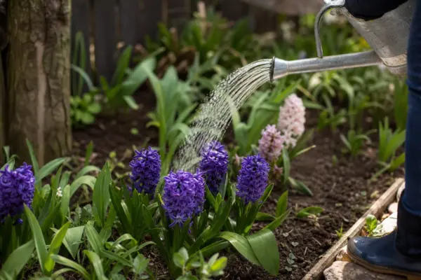 Zambilă (Hyacinthus orientalis) – plantare, udare și întreținere