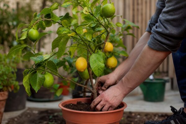 Lămâi în ghiveci (Citrus limon) – ghid practic de plantare și îngrijire