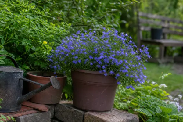 Lobelia (Lobelia erinus) – plantare și îngrijire pas cu pas