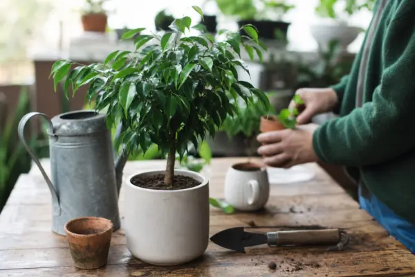 Ficus benjamin (Ficus benjamina) – tot ce trebuie să știi despre plantare și îngrijire