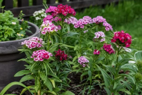 Barba împăratului (Dianthus barbatus) – plantare, îngrijire și greșeli de evitat