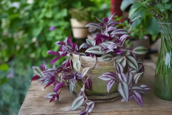 Telegraf (Tradescantia zebrina) – ghid pas cu pas de plantare și întreținere