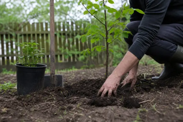 Ulm (Ulmus minor) – plantare, îngrijire și greșeli de evitat