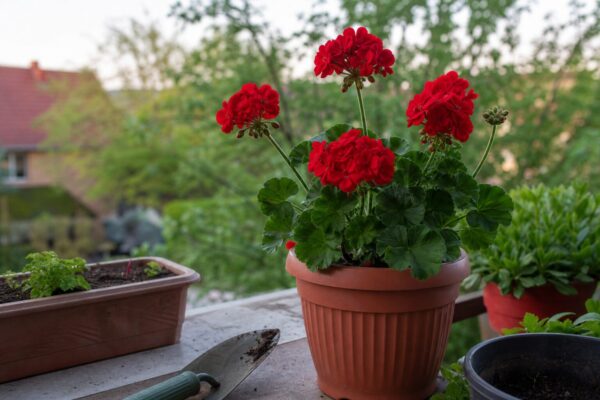 Mușcata (Pelargonium zonale) – plantare, udare și întreținere