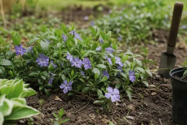 Saschiu (Vinca minor) – ghid complet de cultivare și îngrijire