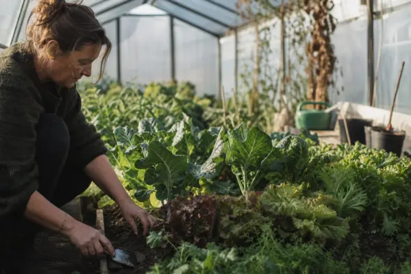 Ce legume poți cultiva în solar toamna și în timpul iernii