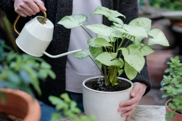 Syngonium (Syngonium podophyllum) – plantare, udare și întreținere