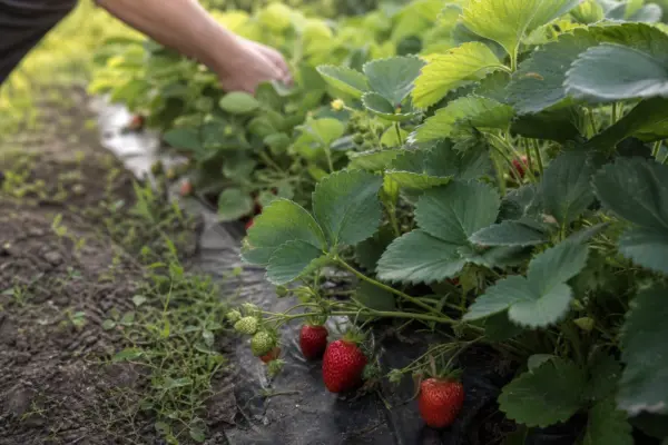 Căpșun (Fragaria x ananassa) – ghid complet de cultivare și îngrijire