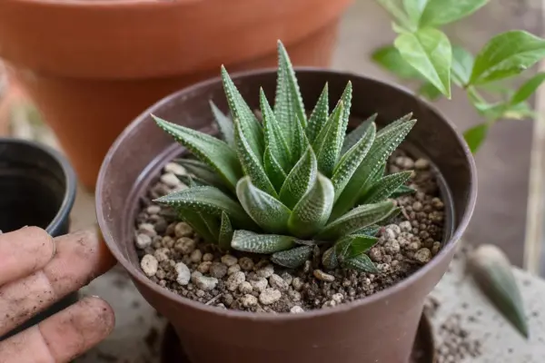 Haworthia (Haworthia fasciata) – sfaturi pentru plantare, creștere și întreținere