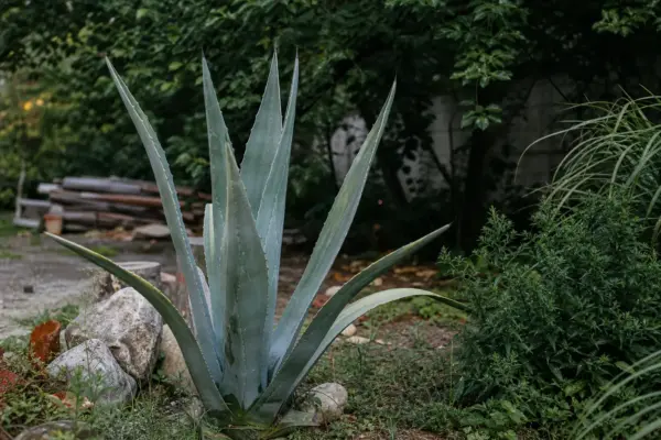 Agavă (Agave americana) – ghid practic de plantare și îngrijire