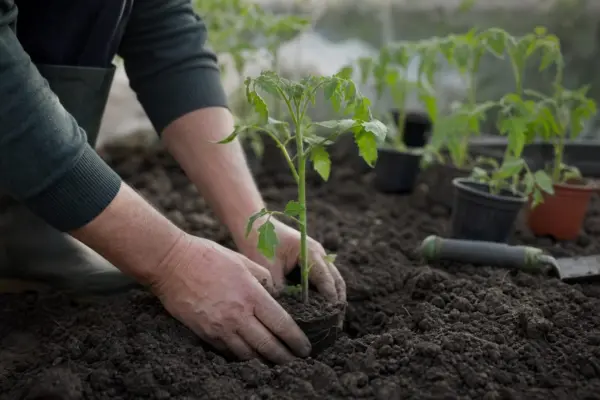 Când se plantează răsadurile de roșii în solar și în grădină