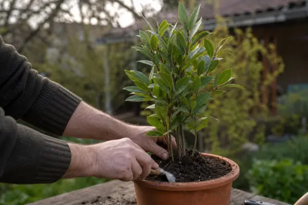 Dafin (Laurus nobilis) – plantare, îngrijire și greșeli de evitat