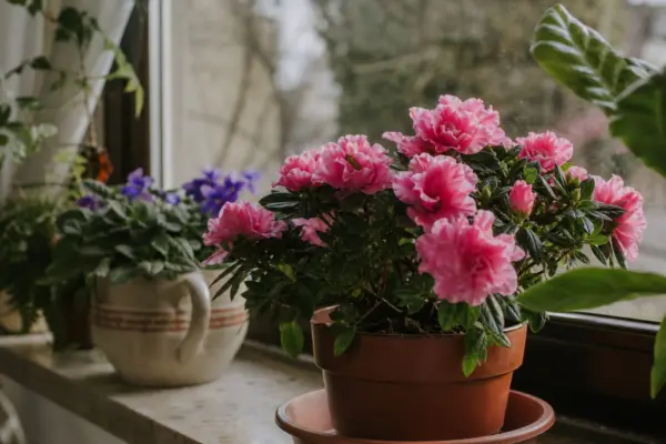 Azalee de apartament (Rhododendron simsii) – de la plantare la întreținerea de zi cu zi