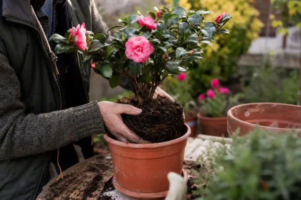 Camelia (Camellia japonica) – ghid practic de plantare și îngrijire