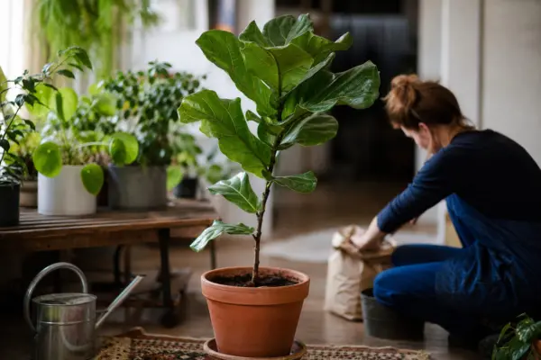 Ficus cu frunze de vioară (Ficus lyrata) – de la plantare la întreținerea de zi cu zi