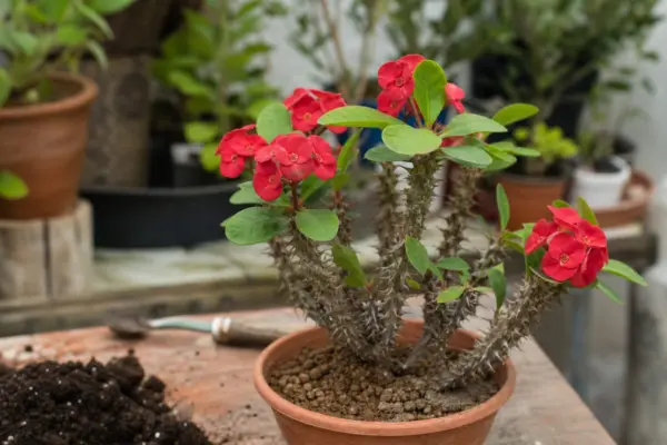 Coroana de spini (Euphorbia milii) – sfaturi utile pentru plantare și îngrijire