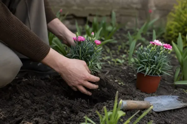 Garoafa (Dianthus caryophyllus) – de la plantare la întreținerea de zi cu zi