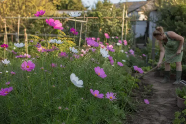 Cosmosul (Cosmos bipinnatus) – plantare, udare și întreținere