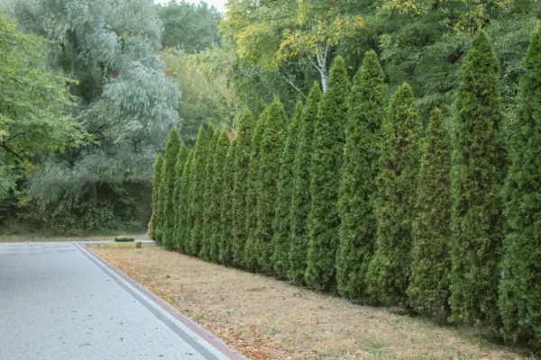 Amenajări exterioare cu gard viu: unde îl plantezi și cât spațiu îi rezervi
