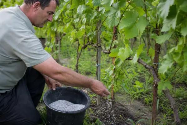 Fertilizarea viței-de-vie înainte de iarnă: ce verifici înainte de aplicare